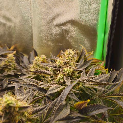 Super Lemon Haze growlog timeline photo
