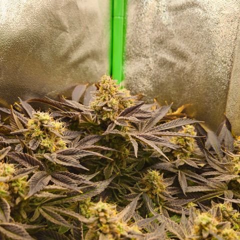 Super Lemon Haze growlog timeline photo