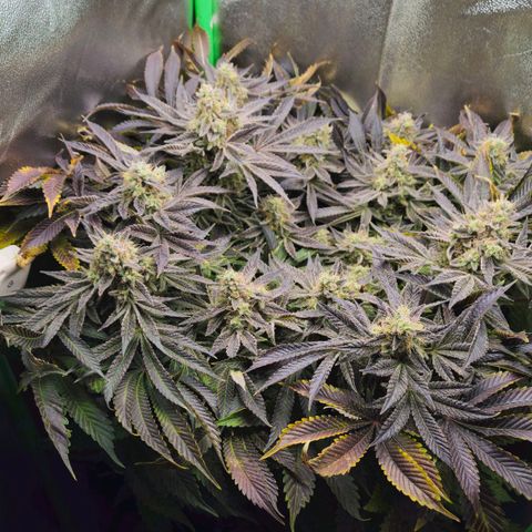 Super Lemon Haze growlog timeline photo