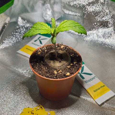 Special Queen #1 growlog timeline photo