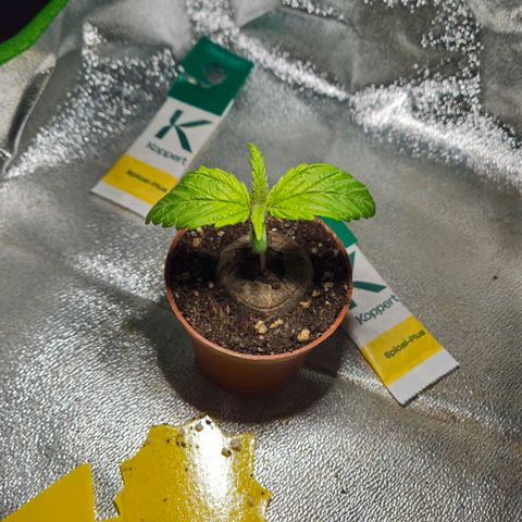 Special Queen #1 growlog timeline photo