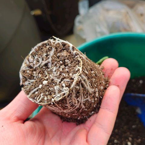 Special Queen #1 growlog timeline photo