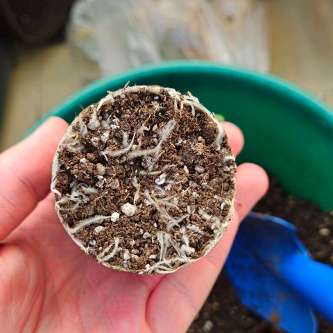 Special Queen #1 growlog timeline photo