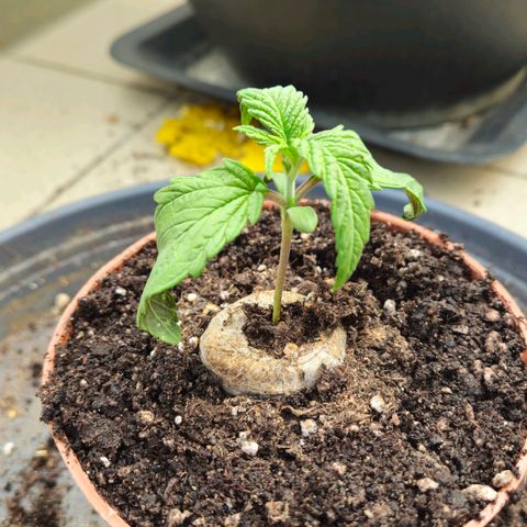 Special Queen #1 growlog timeline photo