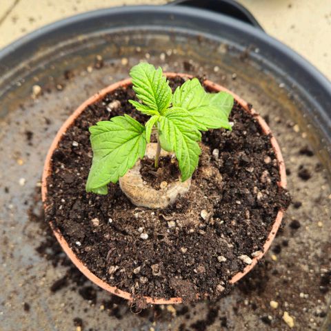 Special Queen #1 growlog timeline photo