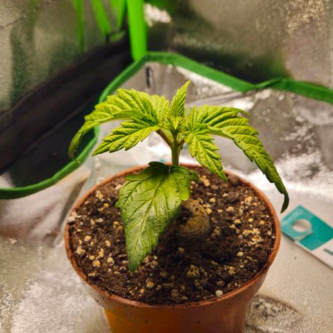 Special Queen #1 growlog timeline photo