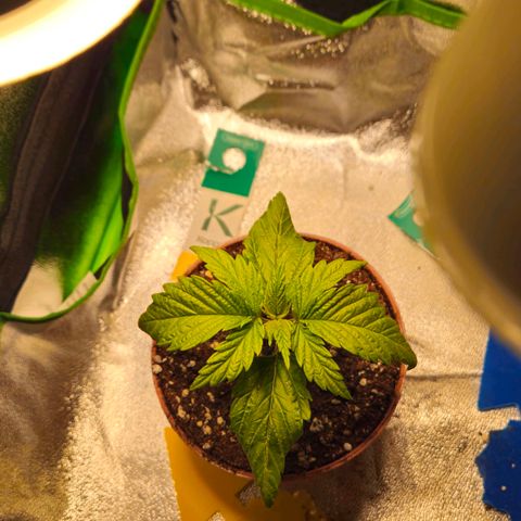 Special Queen #1 growlog timeline photo