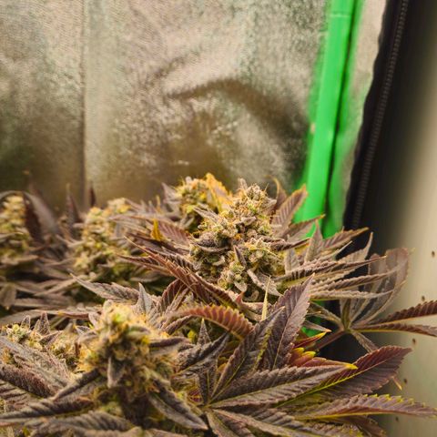 Super Lemon Haze growlog timeline photo