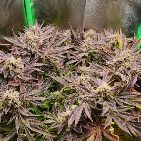 Super Lemon Haze growlog timeline photo