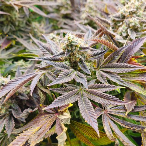 Super Lemon Haze growlog timeline photo