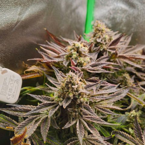Super Lemon Haze growlog timeline photo