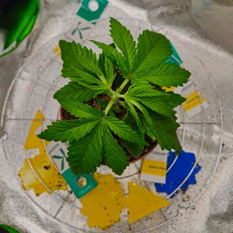 Special Queen #1 growlog timeline photo