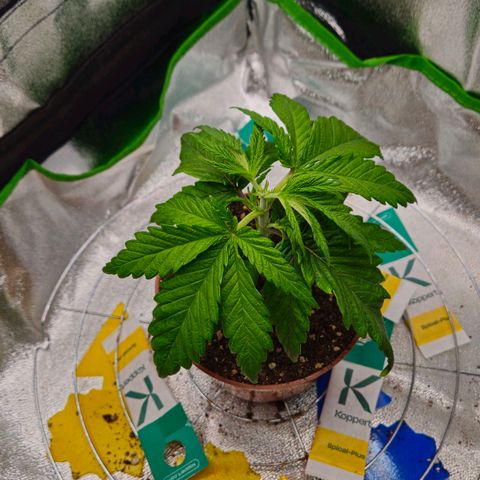 Special Queen #1 growlog timeline photo