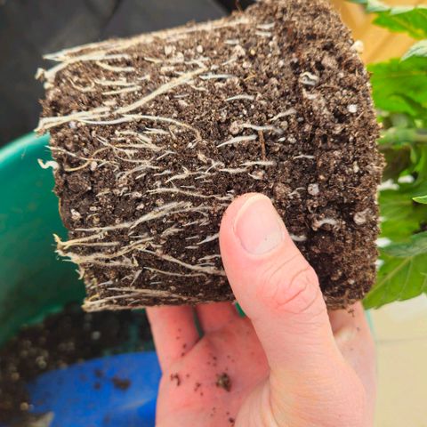 Special Queen #1 growlog timeline photo