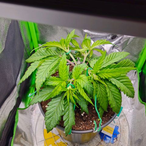 Special Queen #1 growlog timeline photo