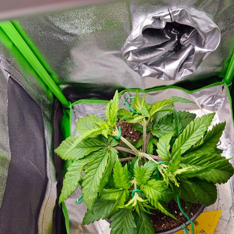 Special Queen #1 growlog timeline photo