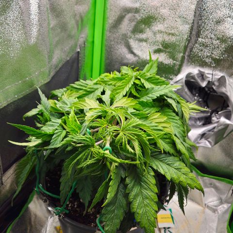 Special Queen #1 growlog timeline photo