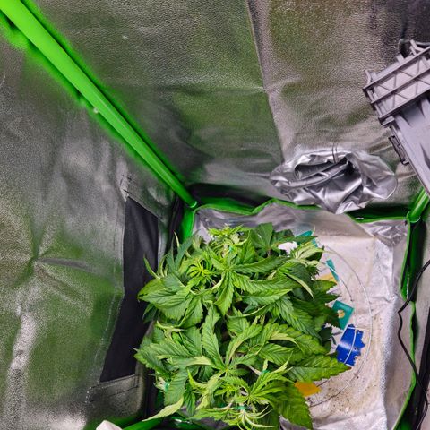 Special Queen #1 growlog timeline photo