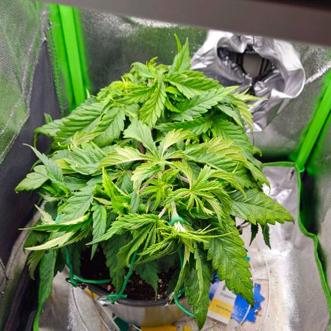 Special Queen #1 growlog timeline photo
