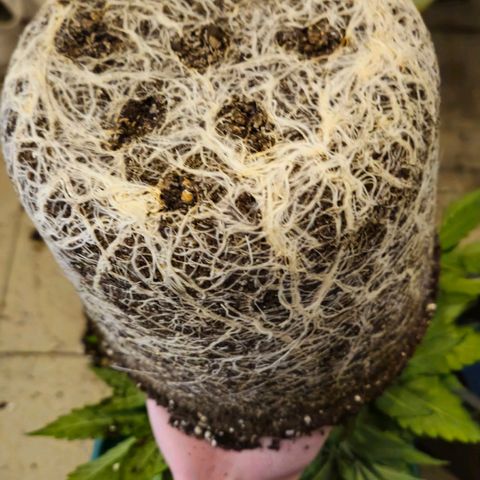 Special Queen #1 growlog timeline photo