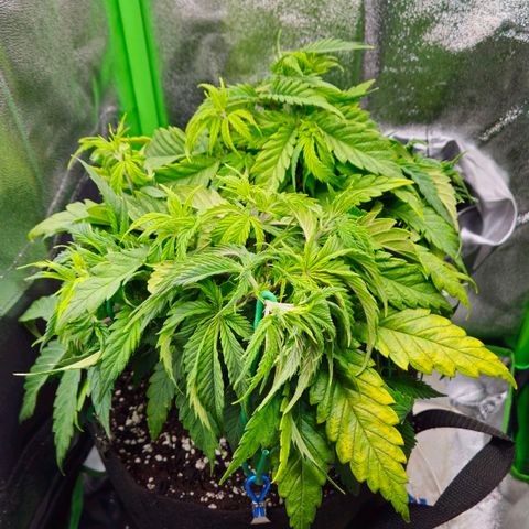 Special Queen #1 growlog timeline photo