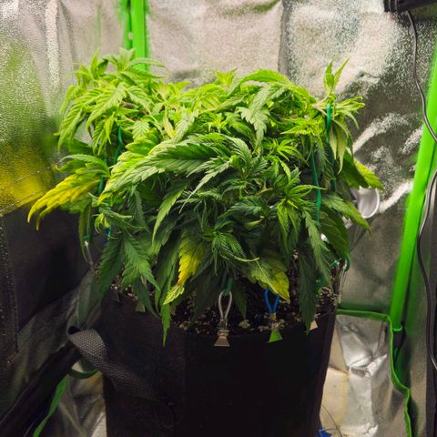 Special Queen #1 growlog timeline photo