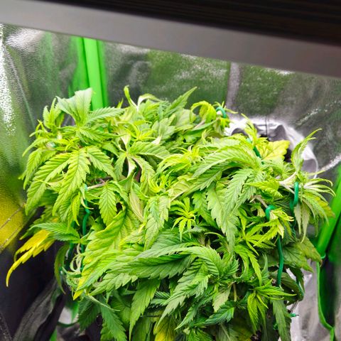 Special Queen #1 growlog timeline photo