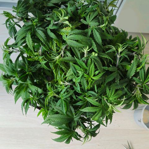 Special Queen #1 growlog timeline photo