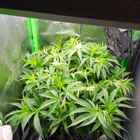 Special Queen #1 growlog timeline photo
