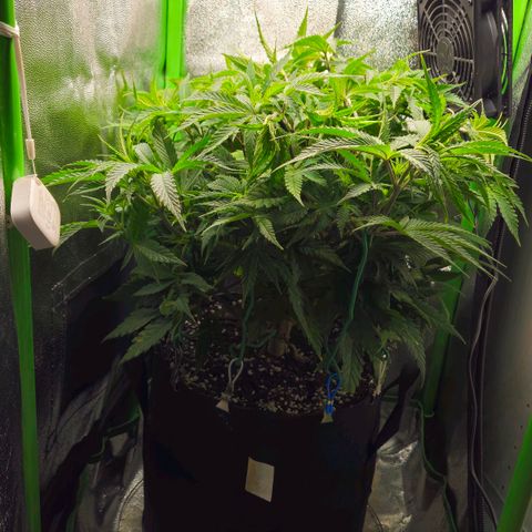 Special Queen #1 growlog timeline photo