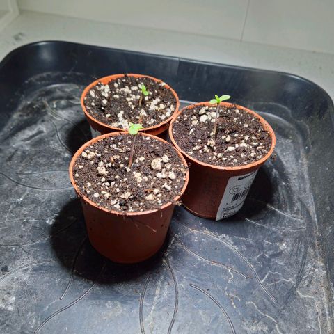Durban Poison Growlog-Foto 2