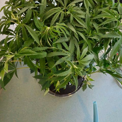 Special Queen #1 growlog timeline photo