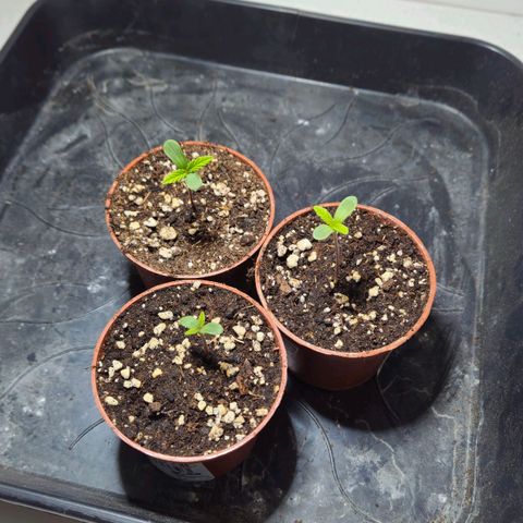 Durban Poison Growlog-Foto 3