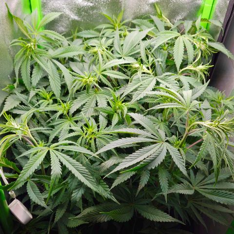 Special Queen #1 growlog timeline photo