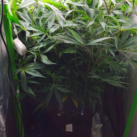 Special Queen #1 growlog timeline photo