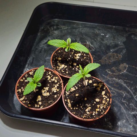Durban Poison growlog timeline photo