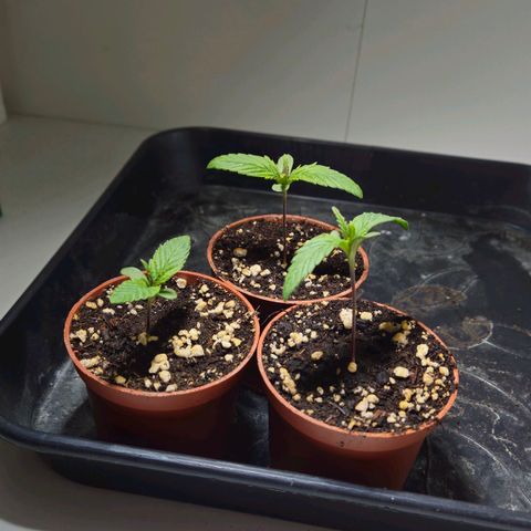Durban Poison growlog timeline photo