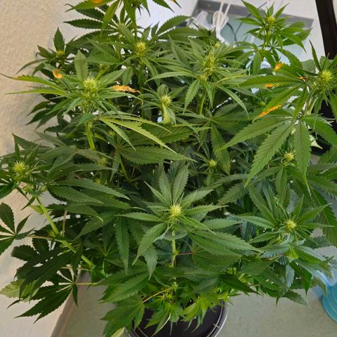 Special Queen #1 growlog timeline photo