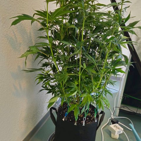 Special Queen #1 growlog timeline photo
