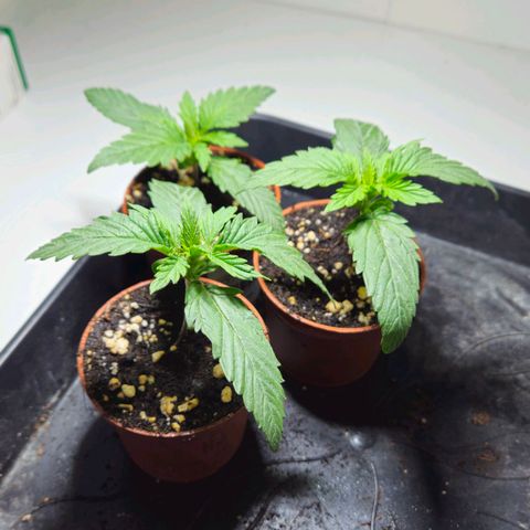 Durban Poison growlog timeline photo