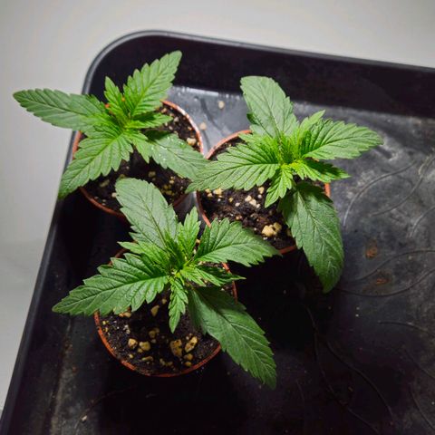 Durban Poison growlog timeline photo