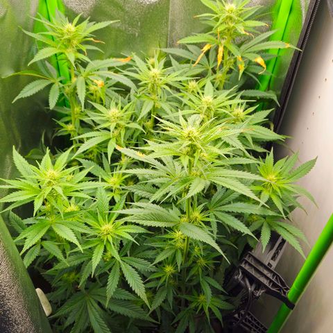 Special Queen #1 growlog timeline photo