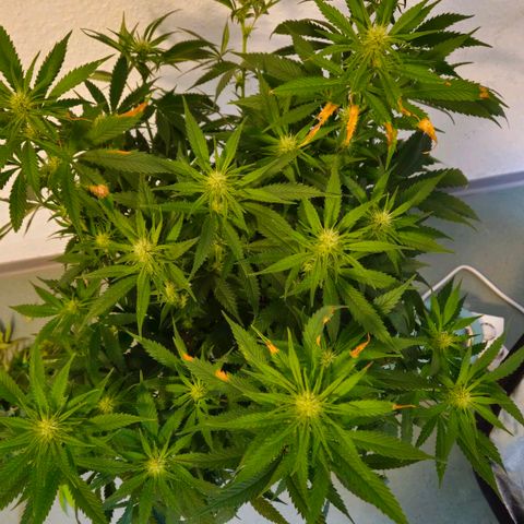 Special Queen #1 growlog timeline photo
