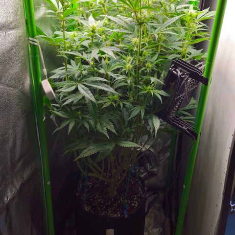 Special Queen #1 growlog timeline photo