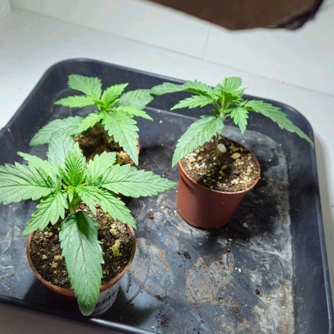 Durban Poison growlog timeline photo