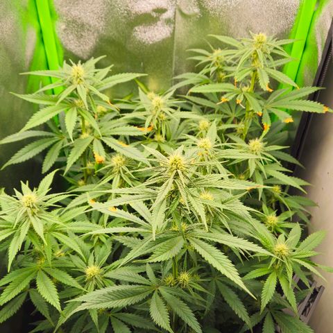 Special Queen #1 growlog timeline photo