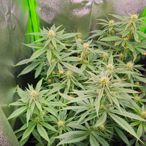 Special Queen #1 growlog timeline photo