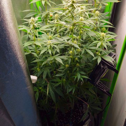 Special Queen #1 growlog timeline photo