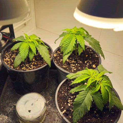 Durban Poison growlog timeline photo
