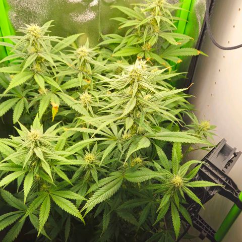 Special Queen #1 growlog timeline photo